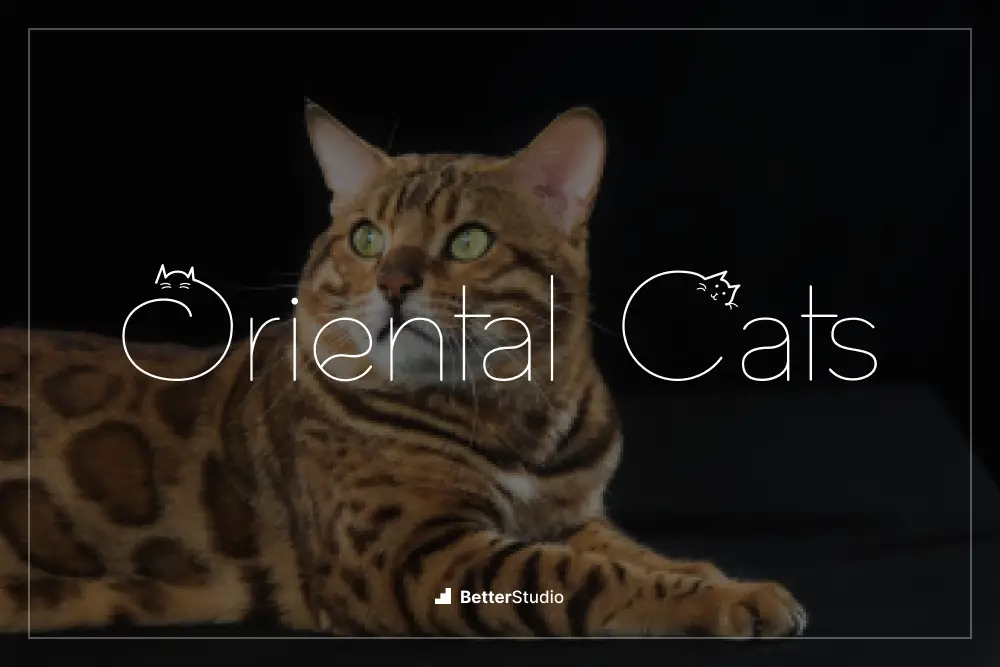 Oriental Cats - 