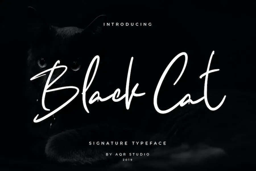 Black Cats - 